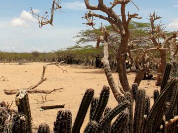 ¡Están despojando los territorios Wayuu!