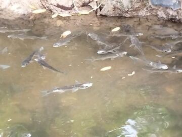 WhatsApp Image 2023 09 01 at 6.05.39 PM 800x450 1