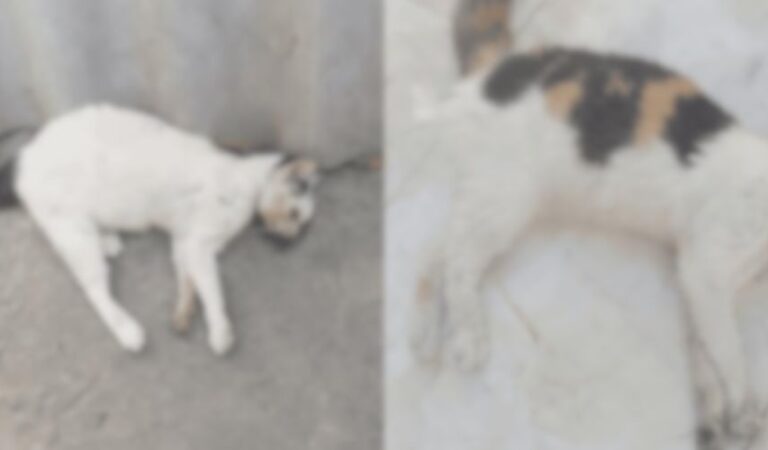 Atrocidad en Villa Grande de Indias II: Envenenamiento Masivo de Gatos Conmociona a la Comunidad
