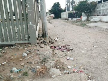 gato en el homicidio 9102667 20231207140133