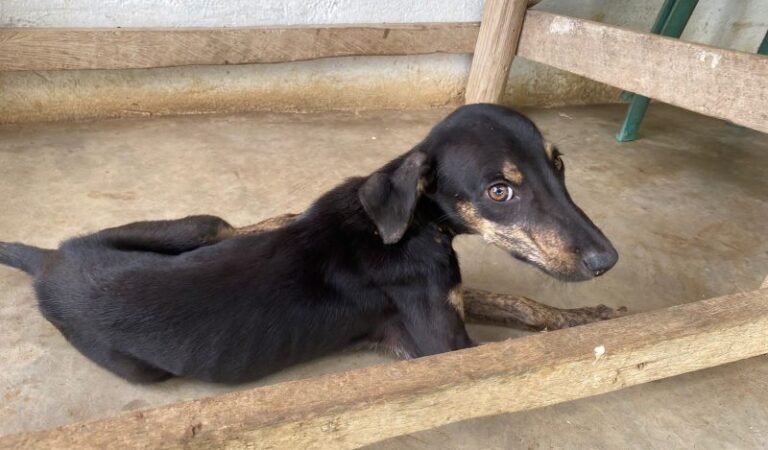 “Alerta en Cartagena: Casos de envenenamiento de mascotas desatan medidas”
