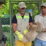 Operativo Relámpago Policía de Cartagena rescata 10 especies en riesgo en 72 horas