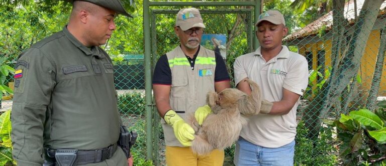Operativo Relámpago Policía de Cartagena rescata 10 especies en riesgo en 72 horas