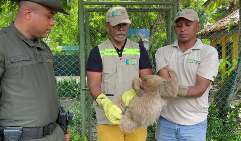 “Operativo Relámpago: Policía de Cartagena rescata 10 especies en riesgo en 72 horas”