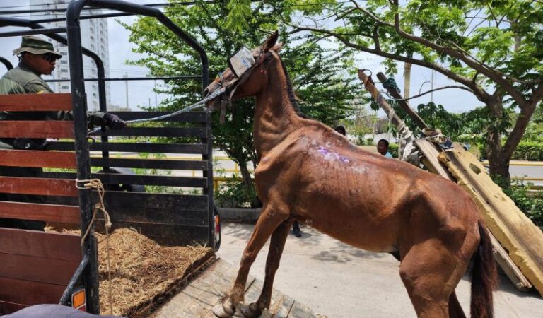 “Aprehendido equino por arrojar escombros en Cartagena”