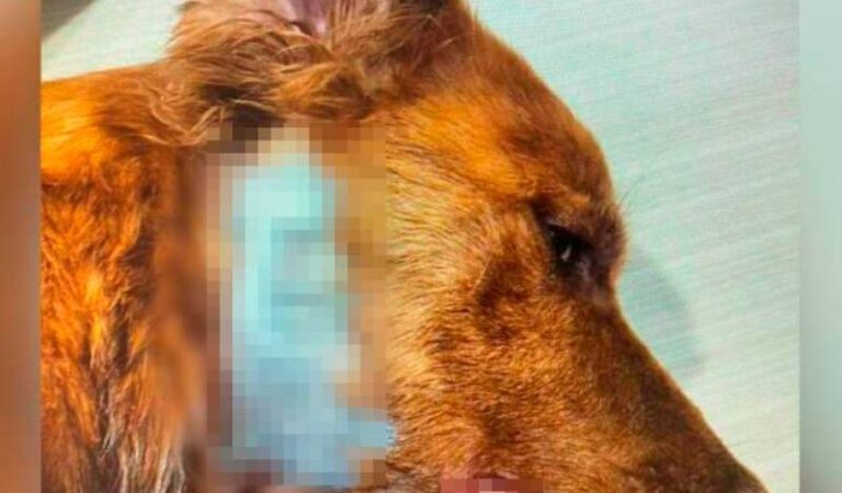 ¡Atroz! Persona condenada a prisión por violento ataque a las mascotas de su madre