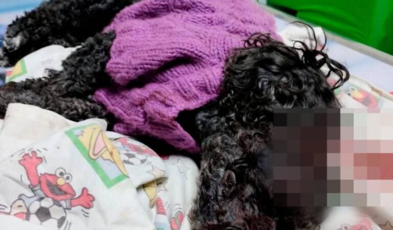 Un hombre es condenado a prisión por maltratar a su pareja y matar a su mascota a golpes