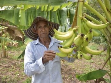 Proyecto de cultivo en zona rural de Magangue es ejecutado