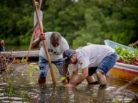 El gobernador de Bolivar siembra 400 mangles rojos en La