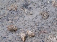 Las tripas malolientes de Induipollo causaron una emergencia ambiental en