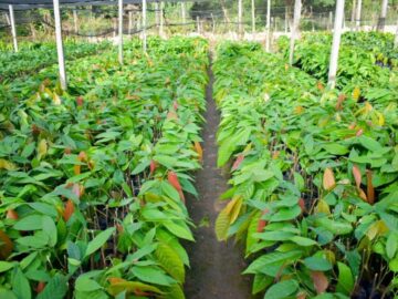 Proyecto de fortalecimiento entregado para campesinos asociados en el sur