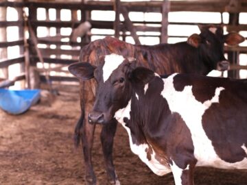 Inseminacion artificial en ganado vacuno proyecta mejorar produccion de carne