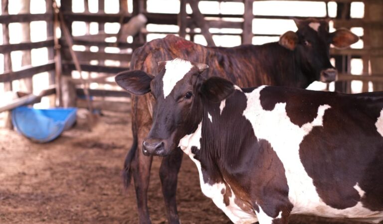 Inseminación artificial en ganado vacuno proyecta mejorar producción de carne y leche en zona rural de Cartagena