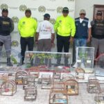 Durante operativos contra el trafico ilegal de fauna silvestre decomisan
