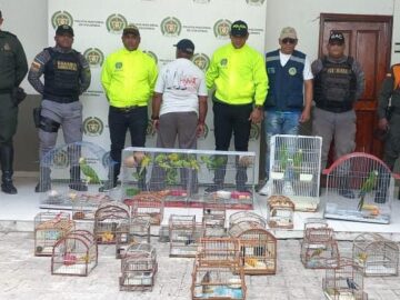 Durante operativos contra el trafico ilegal de fauna silvestre decomisan