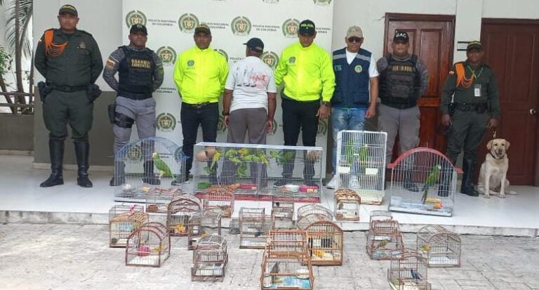 Durante operativos contra el trafico ilegal de fauna silvestre decomisan