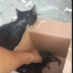 Encuentran caja en Cartagena con gato abandonado que tiene las