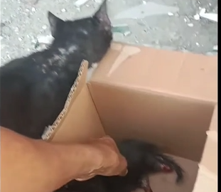 Encuentran caja en Cartagena con gato abandonado que tiene las