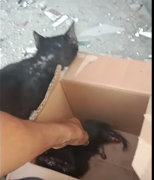 Encuentran caja en Cartagena con gato abandonado que tiene las