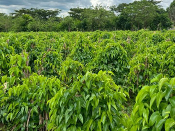 Financian proyecto de siembra en zona rural del Carmen de