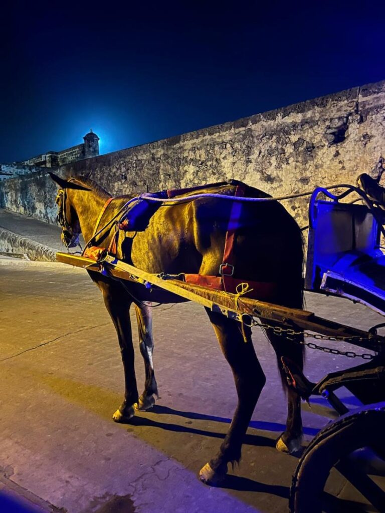 Informe detallado sobre el cumplimiento de la sentencia que protege