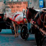 La Procuraduria supervisa el cumplimiento de la sentencia que protege