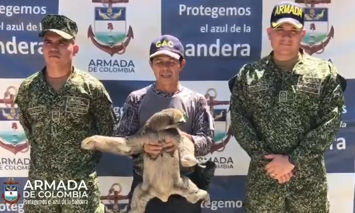 Una osa perezosa es rescatada en San Juan de Nepomuceno