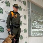 Perro antinarcoticos de la Policia de Cartagena Killer detecto mas