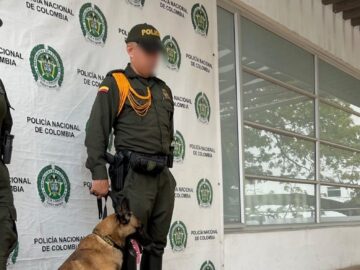 Perro antinarcoticos de la Policia de Cartagena Killer detecto mas