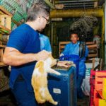 Animalistas denuncian maltrato en traslado de gatos