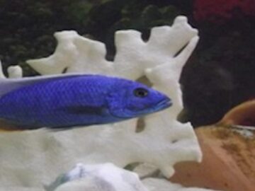 Cinco personas judicializadas por trafico ilegal de especies marinas exoticas