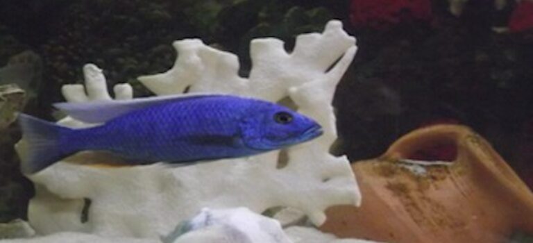 Cinco personas judicializadas por trafico ilegal de especies marinas exoticas