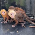 Policia de Bolivar recupera 53 animales en Magangue un duro