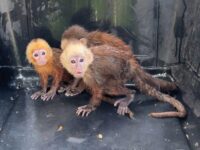 Policia de Bolivar recupera 53 animales en Magangue un duro