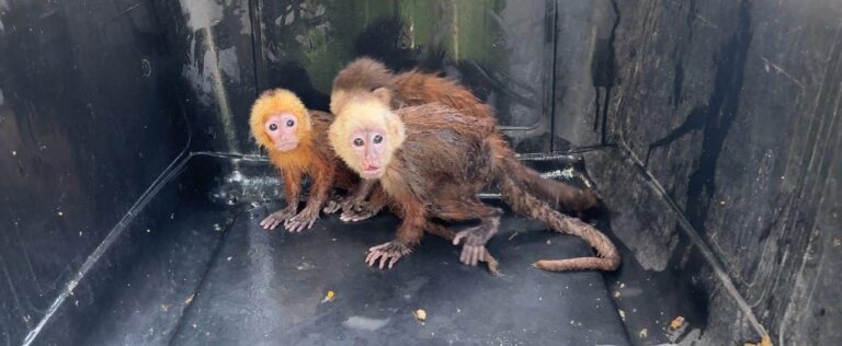 Policia de Bolivar recupera 53 animales en Magangue un duro
