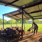 Campesinos de Zambrano Bolivar impulsan la cria de ovejas para asegurar