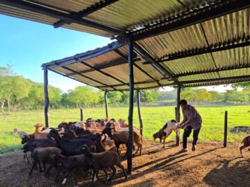 Campesinos de Zambrano Bolivar impulsan la cria de ovejas para asegurar