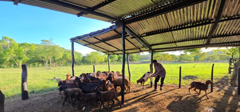 Campesinos de Zambrano Bolivar impulsan la cria de ovejas para asegurar