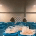 Incautacion de cinco toneladas de cocaina en el Puerto de