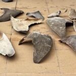 1758570636 Detenido en Cartagena ciudadano chino con 26 aletas de tiburon