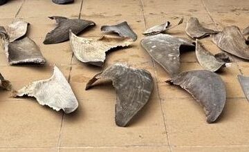 1758570636 Detenido en Cartagena ciudadano chino con 26 aletas de tiburon