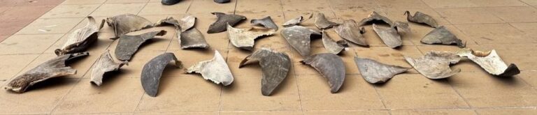 1758570636 Detenido en Cartagena ciudadano chino con 26 aletas de tiburon