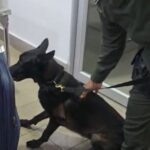 1759169435 Detenida Mula del Narcotrafico que transportaba cocaina oculta en una