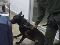 1759169435 Detenida Mula del Narcotrafico que transportaba cocaina oculta en una