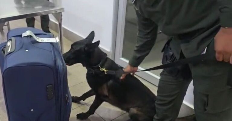 1759169435 Detenida Mula del Narcotrafico que transportaba cocaina oculta en una