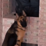 Desmantelan 299 kilos de cocaina oculta en un cargamento de