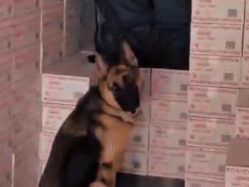 Desmantelan 299 kilos de cocaina oculta en un cargamento de