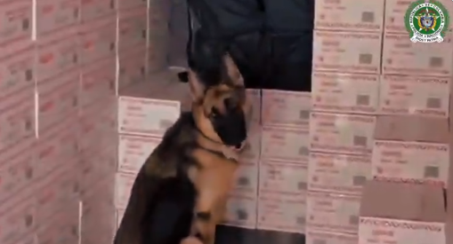 Desmantelan 299 kilos de cocaina oculta en un cargamento de