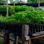 Fondo Adaptacion apoya proyecto de rehabilitacion ecologica en la subregion