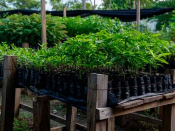 Fondo Adaptacion apoya proyecto de rehabilitacion ecologica en la subregion